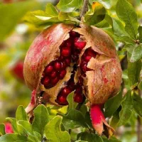 فروش انار تفت