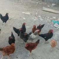 خروس محلی