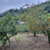 زمین با کاربری مسکونی ۴۰۳متر در نصرت آباد|فروش زمین و ملک کلنگی|حویق, |دیوار