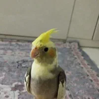 عروس هلندی نر با وسایل