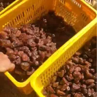 خرید خرما باغ