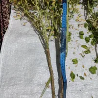 نخود ازکان ...ترک