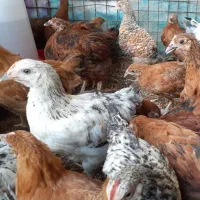 نیمچه مرغ ۴۵ روزه  گلپایگانی اصلاح شده