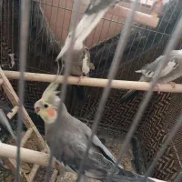 پرنده