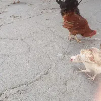 مرغ خروس