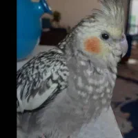 عروس هلندی|پرنده|اندیشه, شهرک مریم|دیوار