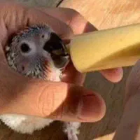 سرلاک پرنده