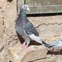 المانی|پرنده|تربت‌حیدریه, پائین ولایت|دیوار