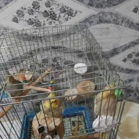 سه عددعروس هلندی ماده