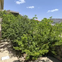 باغ-ویلا