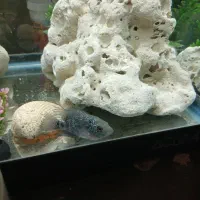 جوجه فلاور ۳ بندی