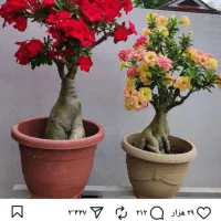 انواع گلهای آدنیوم خاص|گل و گیاه طبیعی|چالدران, |دیوار