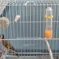 سهره|پرنده|شهر ری, صفاییه (چشمه علی)|دیوار