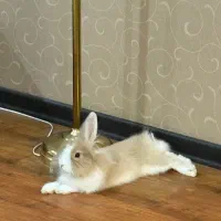 فروش خرگوش تپل و ناز نیمه لوپ