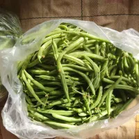 لوبیاسبز ارگانیک|خوردنی و آشامیدنی|بابل, |دیوار