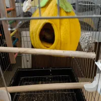 طوطی برزیلی ابی اوپال|پرنده|ملارد, |دیوار