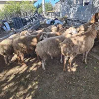 گوسفندان|حیوانات مزرعه|اسلام آباد, |دیوار