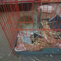 خرگوش دستی رایگان