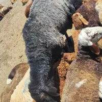 قوچ