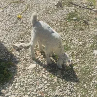 بز و کهره|حیوانات مزرعه|یاسوج, |دیوار