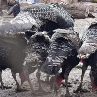 بوقلمون|پرنده|قزوین, |دیوار