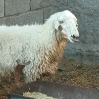 میش