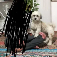 سگ شیتزو نر