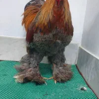 خروس برهما بلو پاتریج اصل