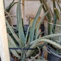 گلها|گل و گیاه طبیعی|قم, عمار یاسر|دیوار