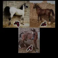اسب