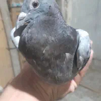 کبوتر|پرنده|شادگان, |دیوار