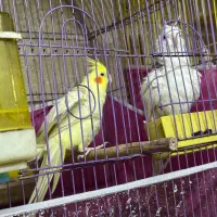 عروس هلندی