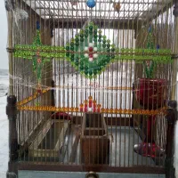 قفس کار دست