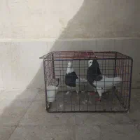 کبوتر طوقی|پرنده|مشهد, فاطمیه|دیوار