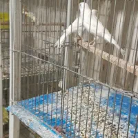 قناری سفید|پرنده|خمینیشهر, |دیوار