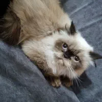 گربه هیمالین