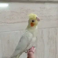 عروس هلندی گم شده جمعه صبح گم شده