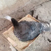 بوقلمون ماده تخم گذار و بوقلمون کرچ... بوقلمون نر