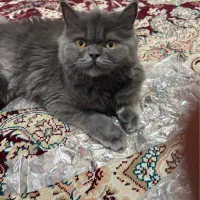 گربه میکس(پرشین بریتیش)ماده جهت جفت