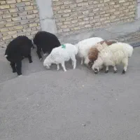 بره نر ماده شیرازی خونگی سبک برا نگهداری درجه یک