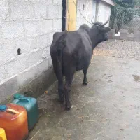 گاوچالوسی|حیوانات مزرعه|پیربازار, |دیوار