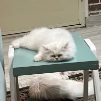 گربه هیمالین ۲ ماهه