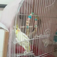 عروس هلندی|پرنده|تهران, جیحون|دیوار