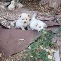 یک سگ پیدا شده مرودشت میدان معلم پارک نیایش