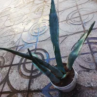 آگاو سبز آمریکن