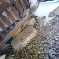 جفت طوقی|پرنده|شهرضا, |دیوار