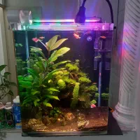 اکواریوم پلنت فوق حرفه ای|ماهی|قم, منبع آب|دیوار