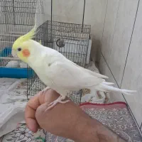 مرغ عروس|پرنده|کاشان, الغدیر|دیوار