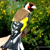 تعویض پنج کبوتر با جوجه سهره نر