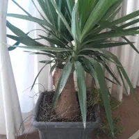 گل اپارتمانی|گل و گیاه طبیعی|خمینیشهر, |دیوار